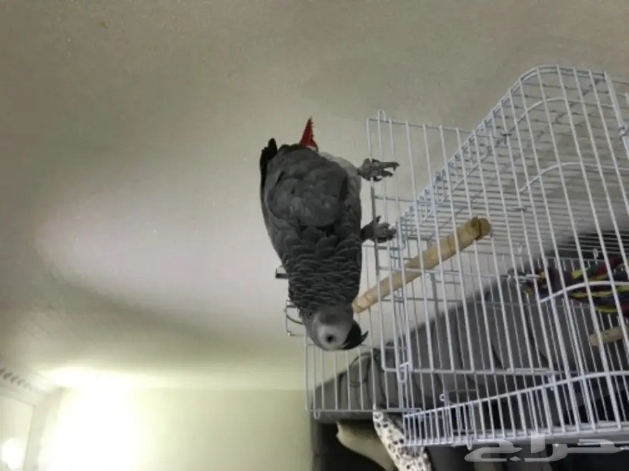 كاسكو هولندي حجل ذهبي