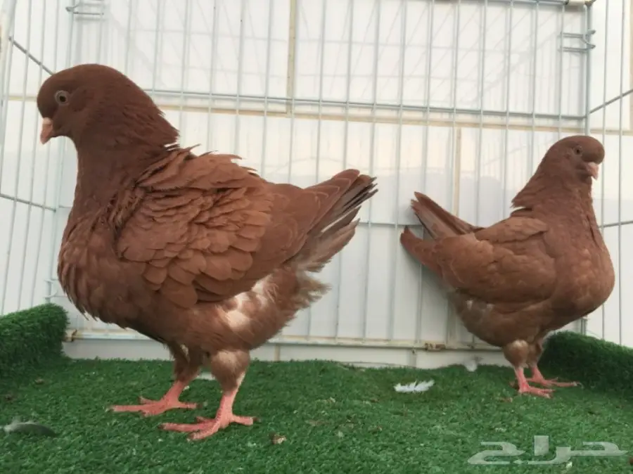 طبة كنق ارجنت TOP