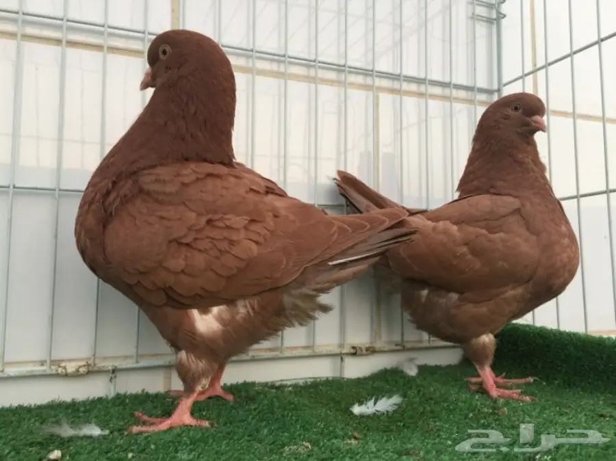 طيور كنق ارجنت - فرصتك الذهبية! (image 1)