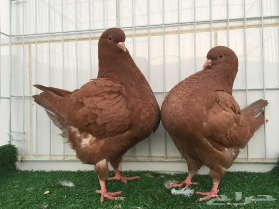 طيور كنق ارجنت - فرصتك الذهبية! (image 2)