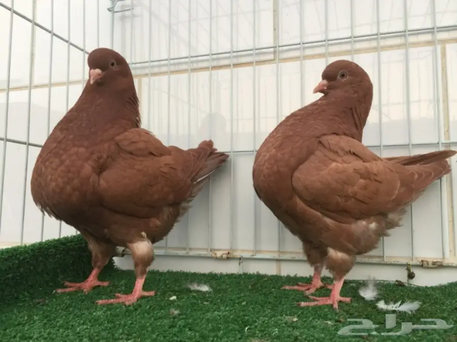 طيور كنق ارجنت - فرصتك الذهبية! (image 3)