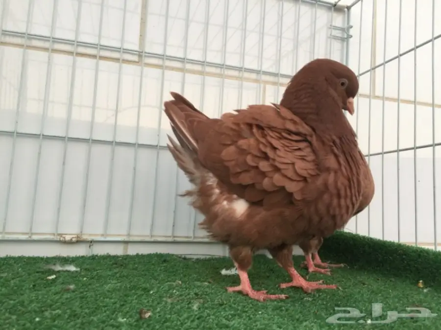 طيور كنق ارجنت - فرصتك الذهبية! (image 4)