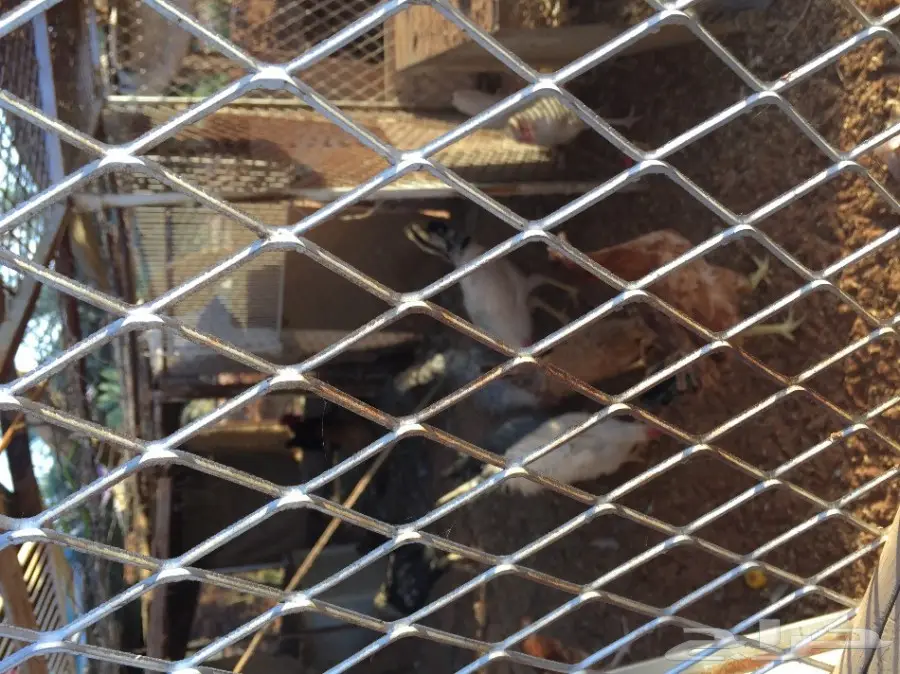 دجاج بلدي أصيل - صحي وخالي من الأمراض (image 6)