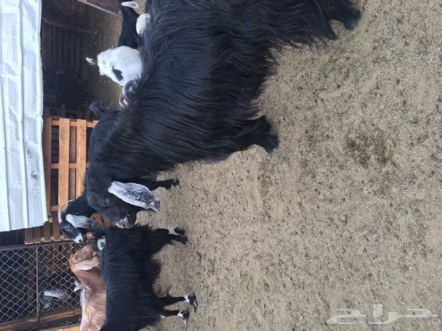 فحل عارضي حار جدا وانتاجه موجود (image 1)