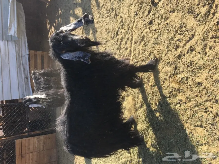 فحل عارضي حار جدا وانتاجه موجود (image 5)