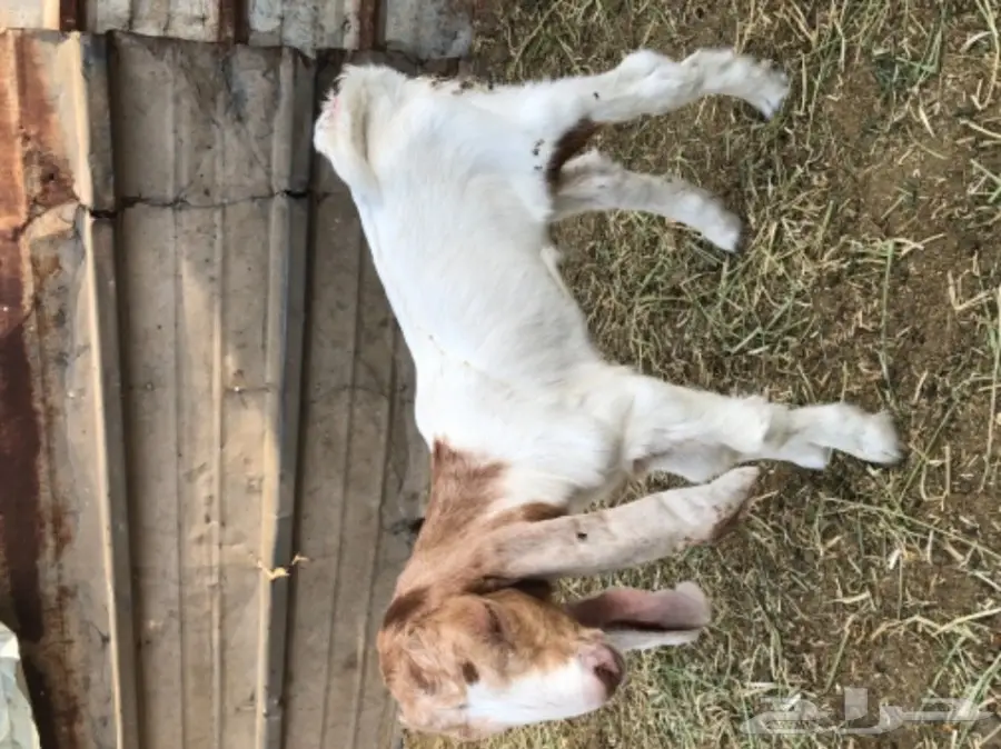 تيس هولندي مشروع فحل 