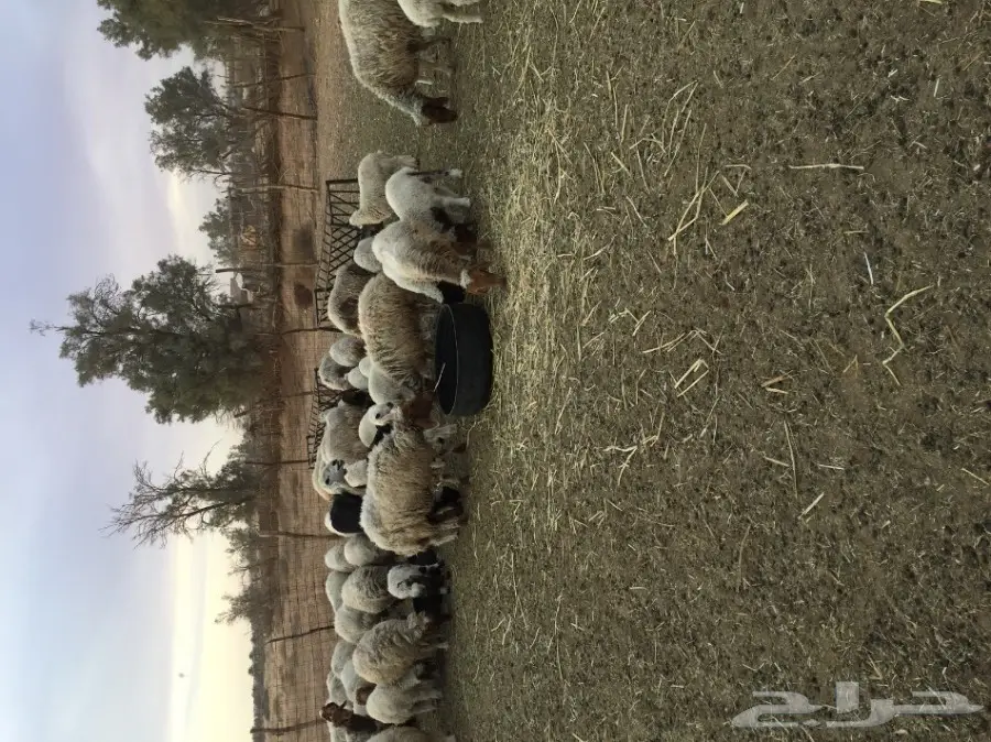 للبيع شياه مواليد  (image 1)