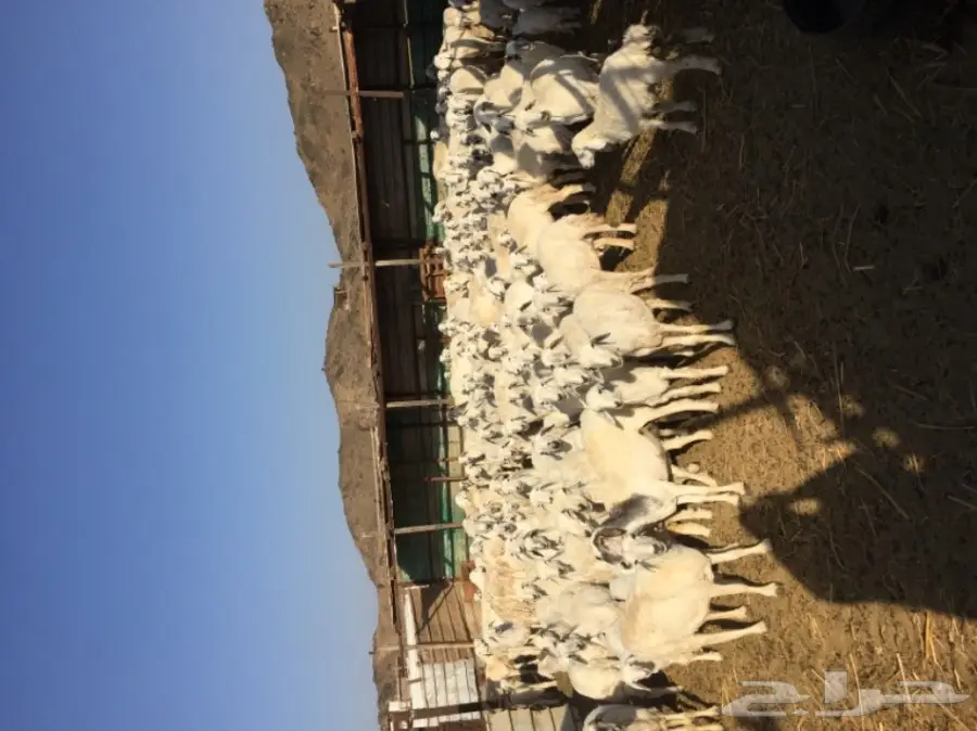 ضأن حرية 117 معها حول 50 بهم