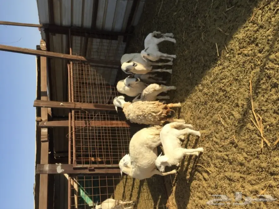 ضأن حرية 117 معها حول 50 بهم (image 1)