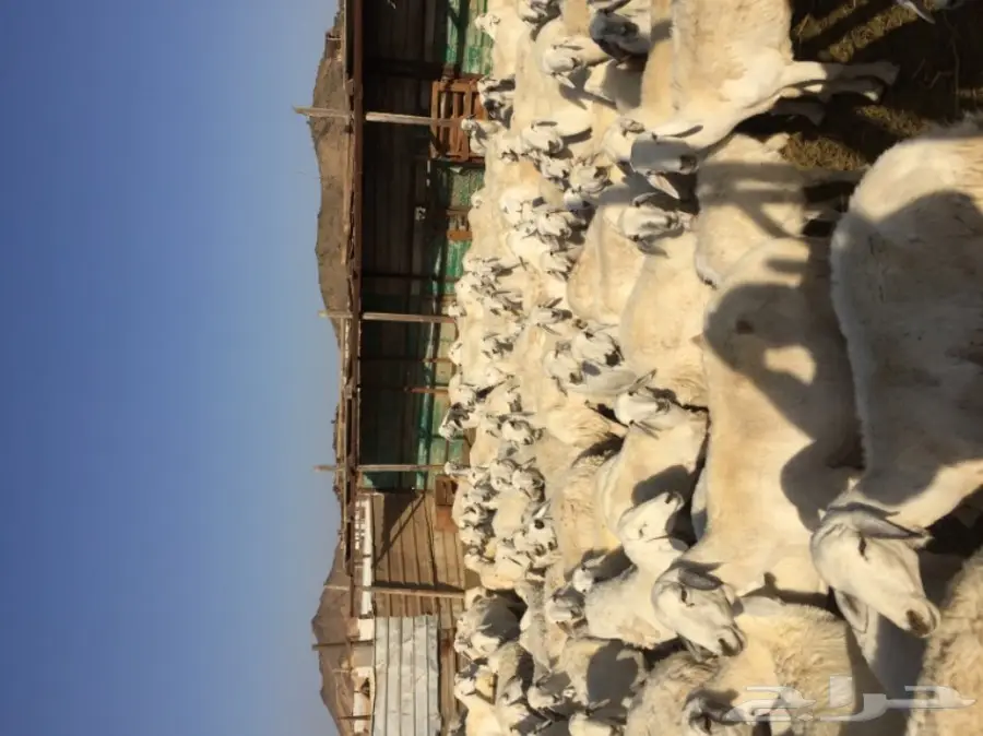 ضأن حرية 117 معها حول 50 بهم (image 2)