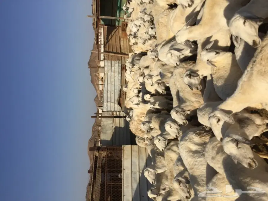 ضأن حرية 117 معها حول 50 بهم (image 3)