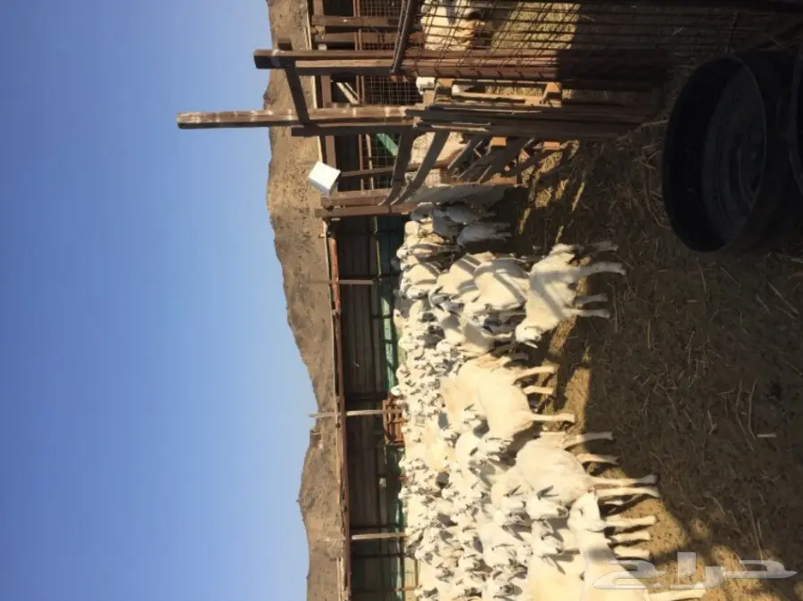 ضأن حرية 117 معها حول 50 بهم (image 4)