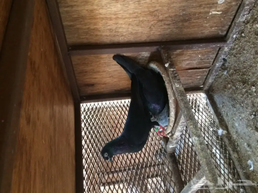 حضانات ( فينا)