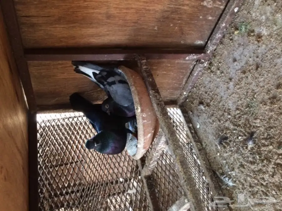 حضانات ممتازة - (فينا) - فرصة ذهبية! (image 1)