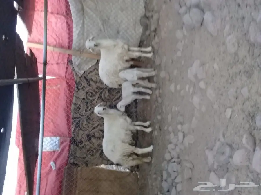 رخال حريه مولده  (image 1)