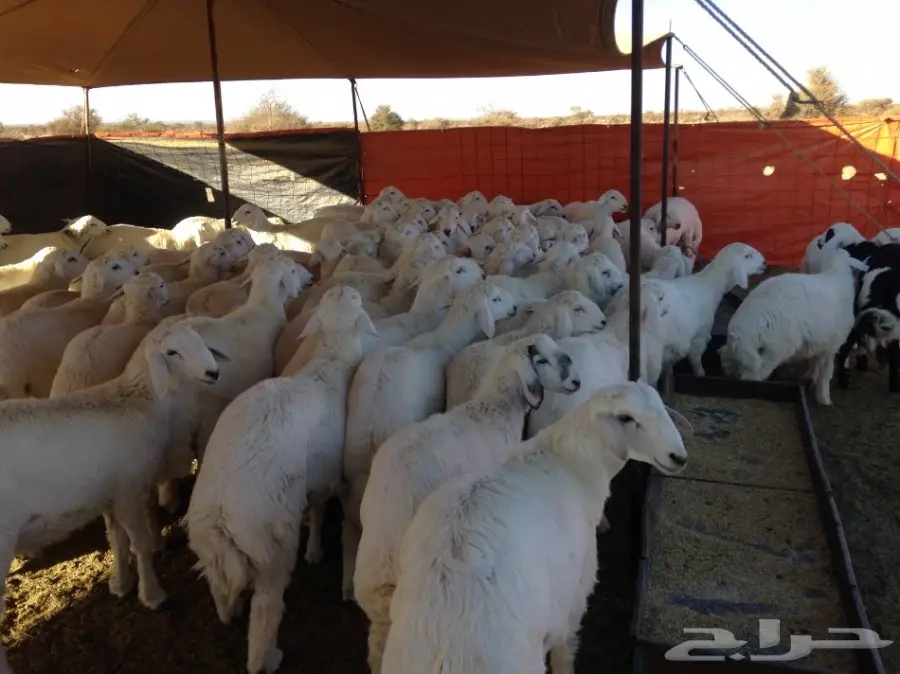 طليان درجة أولي (image 1)