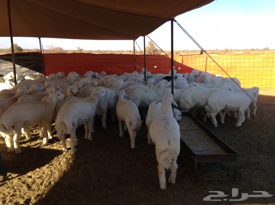 طليان درجة أولي (image 2)