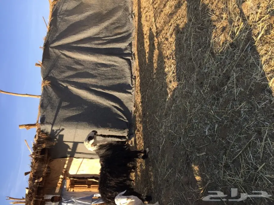 خروف فحل طيب 