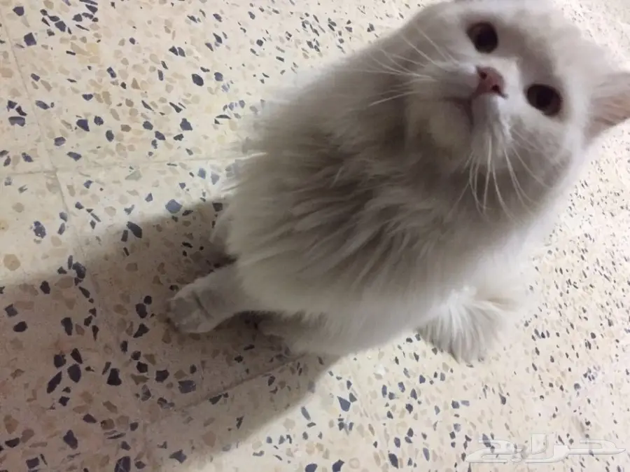 بسّة شرازية مميزة مع بيت + لوازم - للبيع! (Image 1)