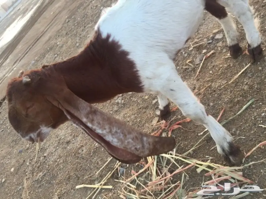 مشروع فحل صنف 