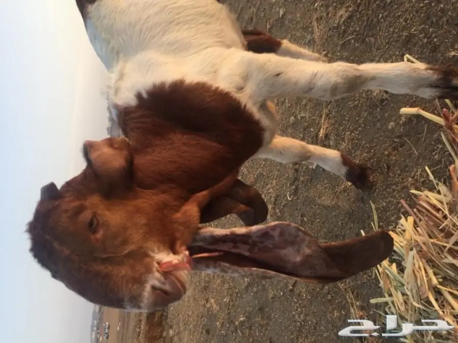 مشروع فحل صنف  (image 1)