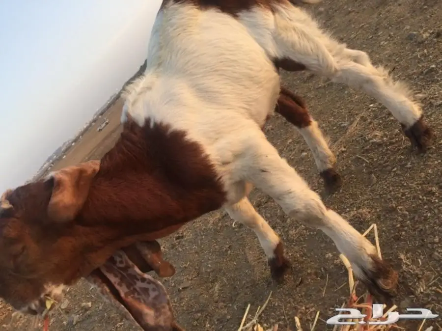 مشروع فحل صنف  (image 2)