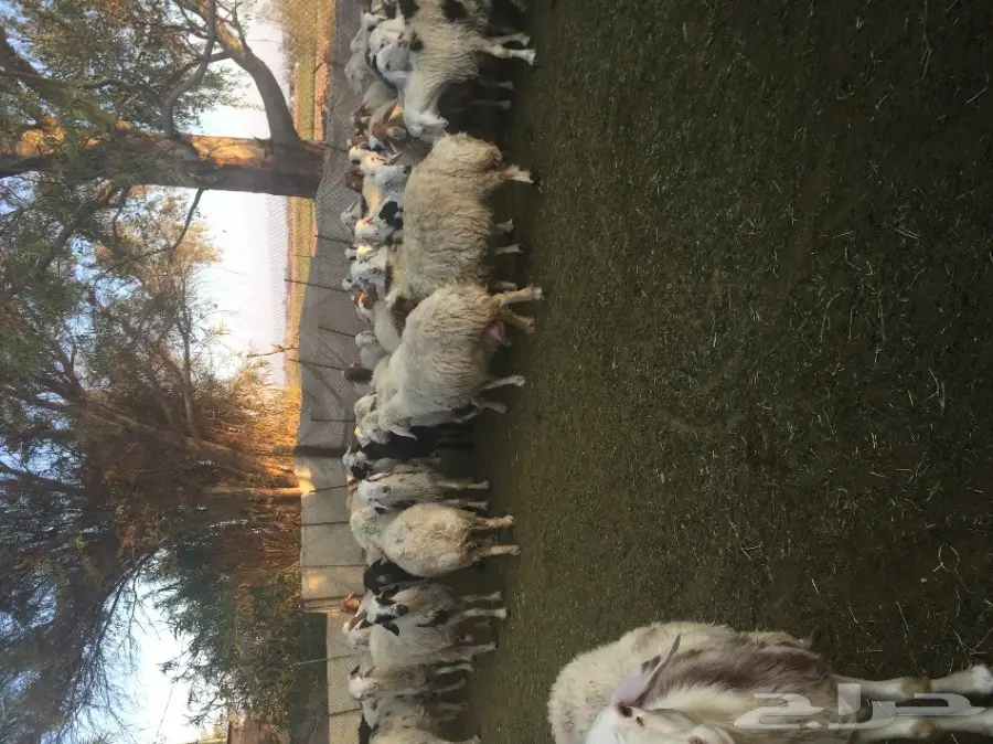 للبيع غنم نعيم طيبة