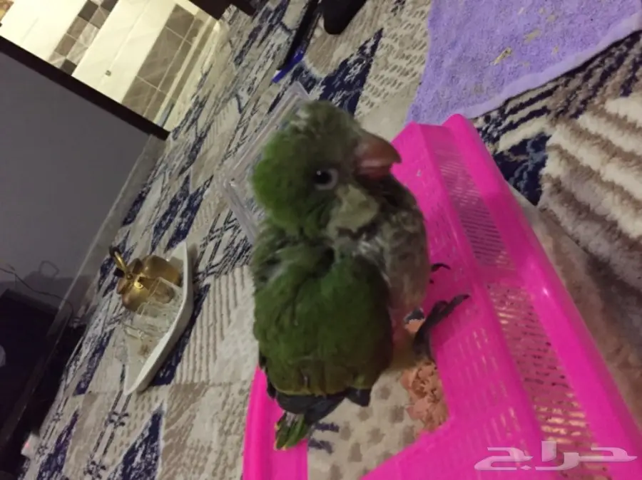 ببغاء كويكر الراهب للبيع