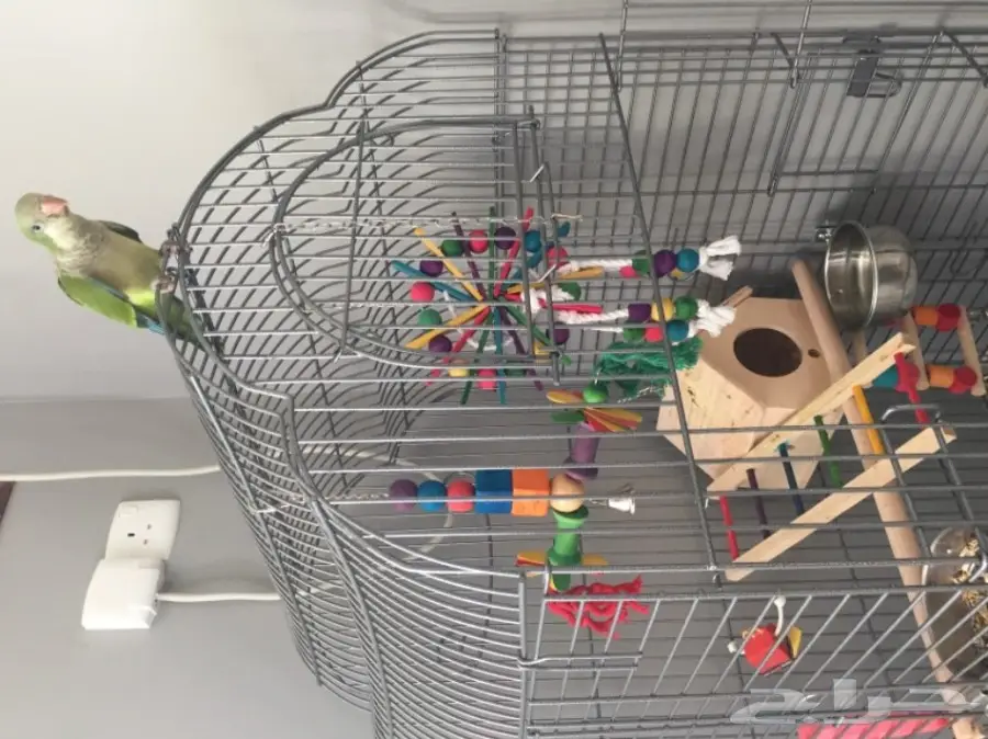 ببغاء كويكر الراهب للبيع (image 3)