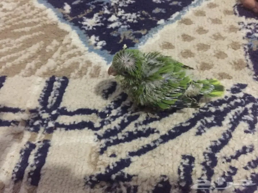 ببغاء كويكر الراهب للبيع (image 4)