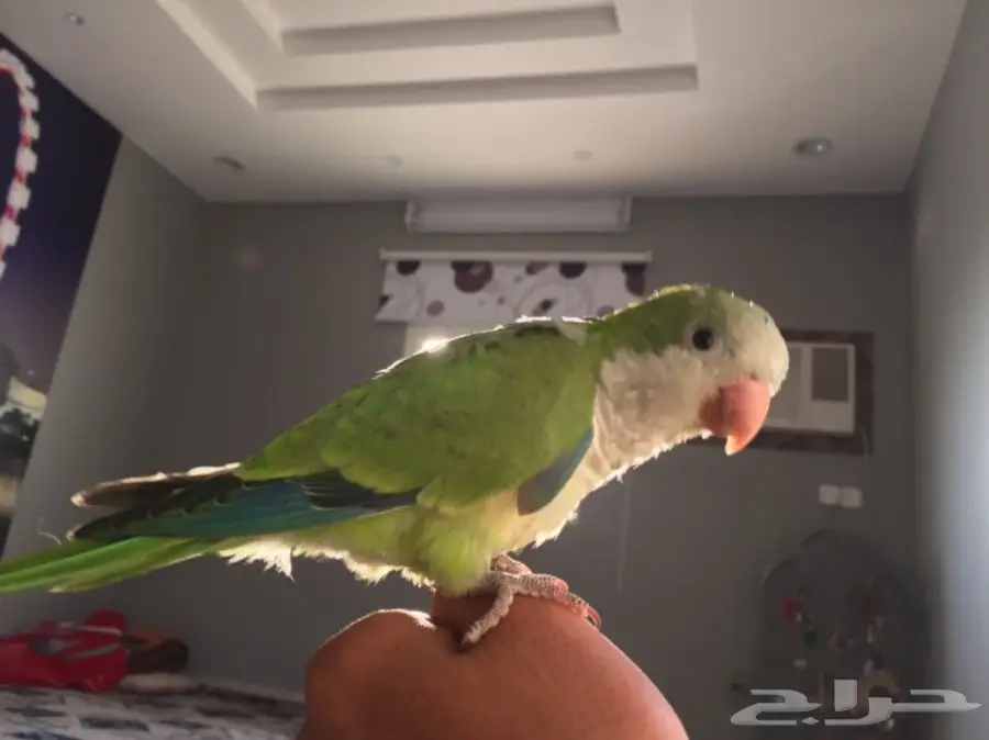 ببغاء كويكر الراهب للبيع (image 5)