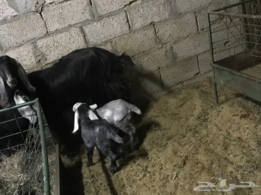 معزا معها جفرتين