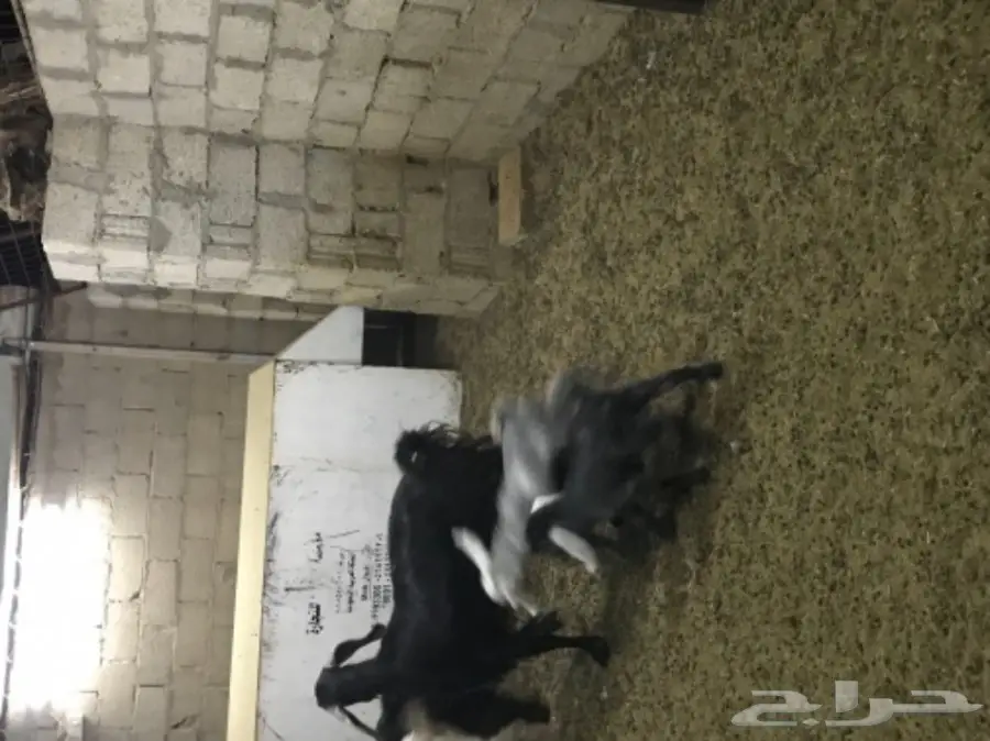 معزا معها جفرتين (image 1)