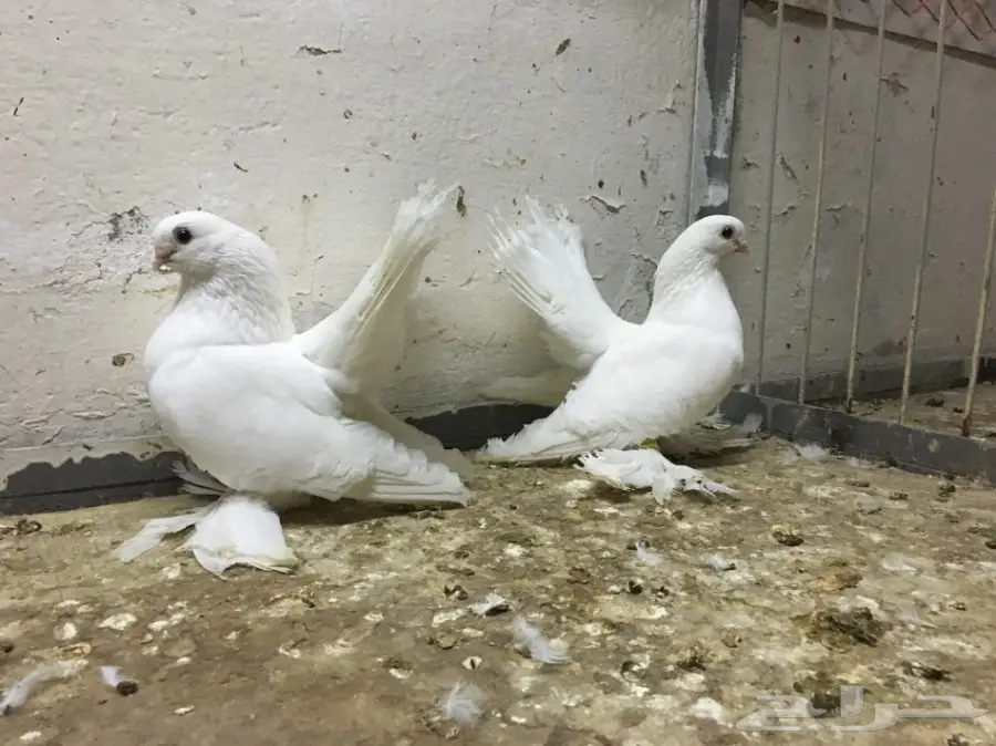 رنقو رستوف أبيض 2016 - فرصة رائعة!