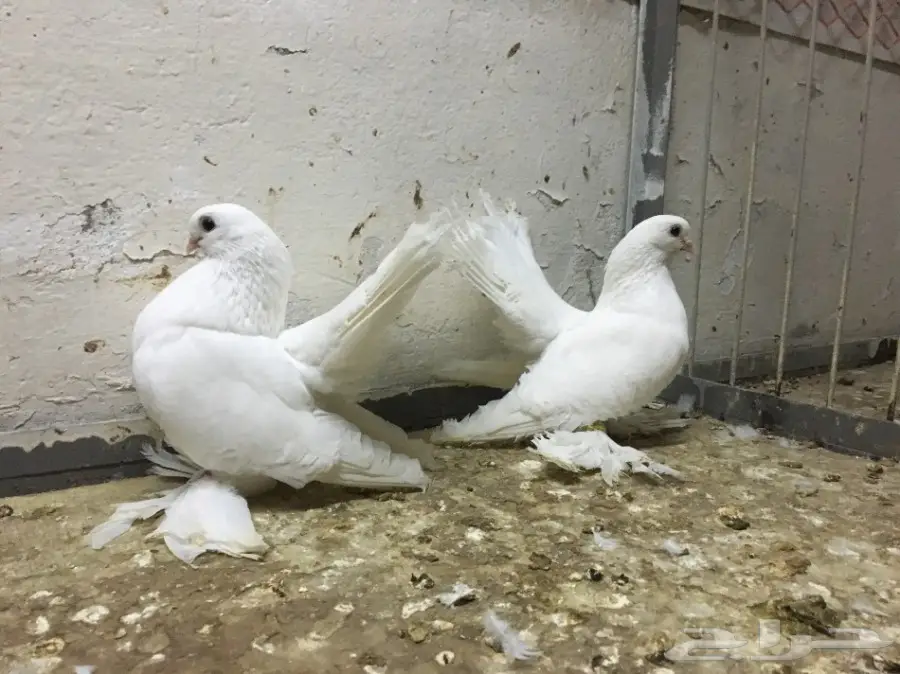 رنقو رستوف أبيض 2016 - فرصة رائعة! (image 1)