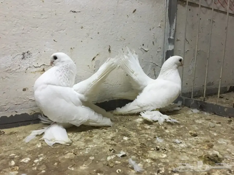 رنقو رستوف أبيض 2016 - فرصة رائعة! (image 2)