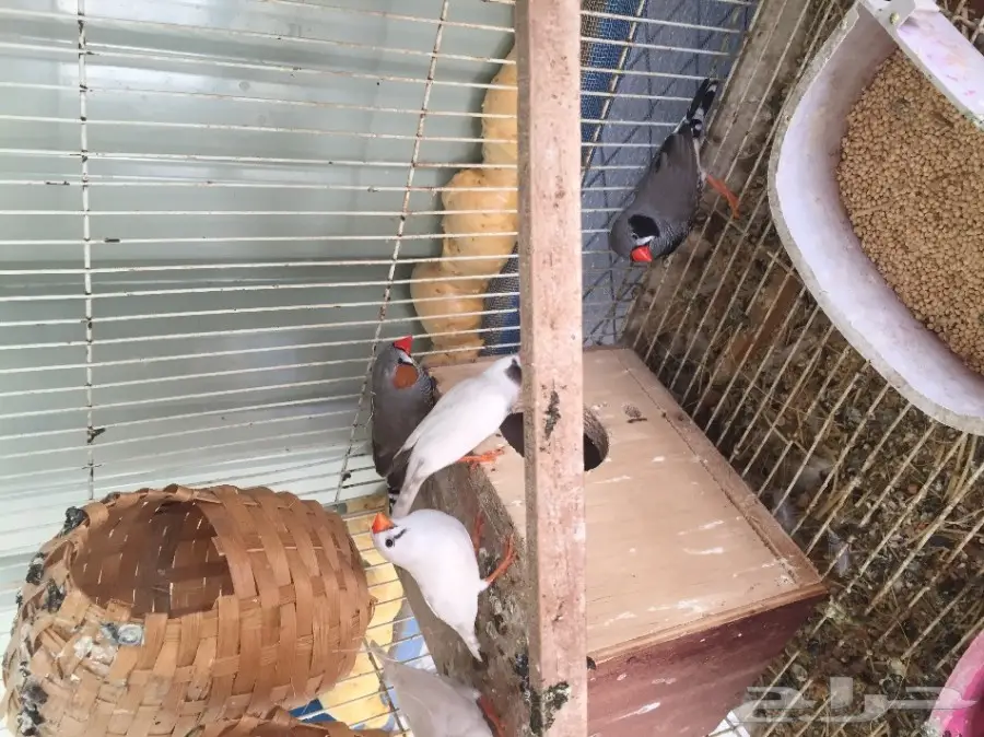 زيبرا هولندي منتج  (image 1)