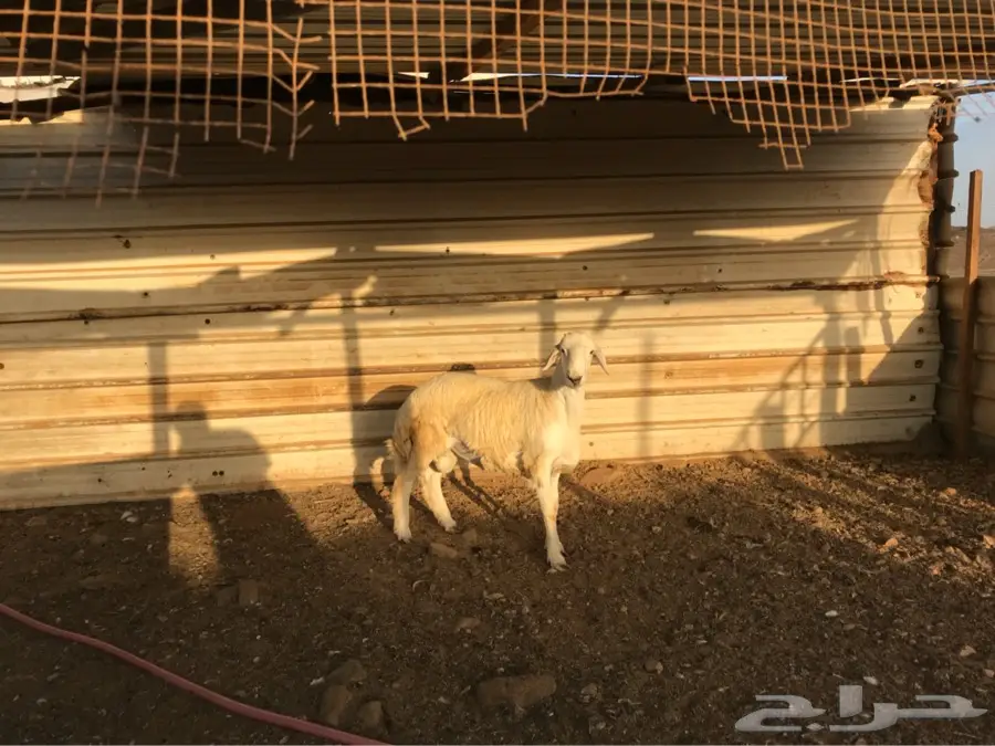 مشروع فحل (image 1)