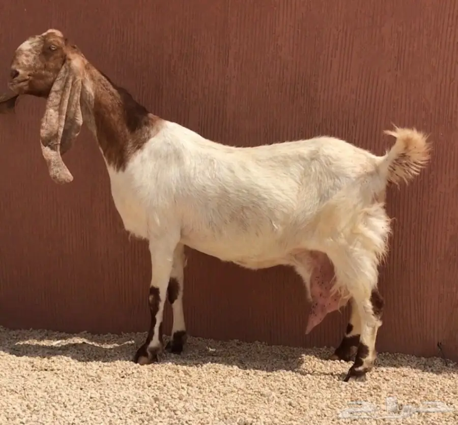 للبيع تيس طيب (image 2)