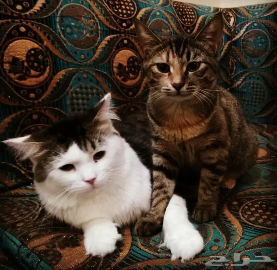قطط للبيع بدومة الجندل (image 1)