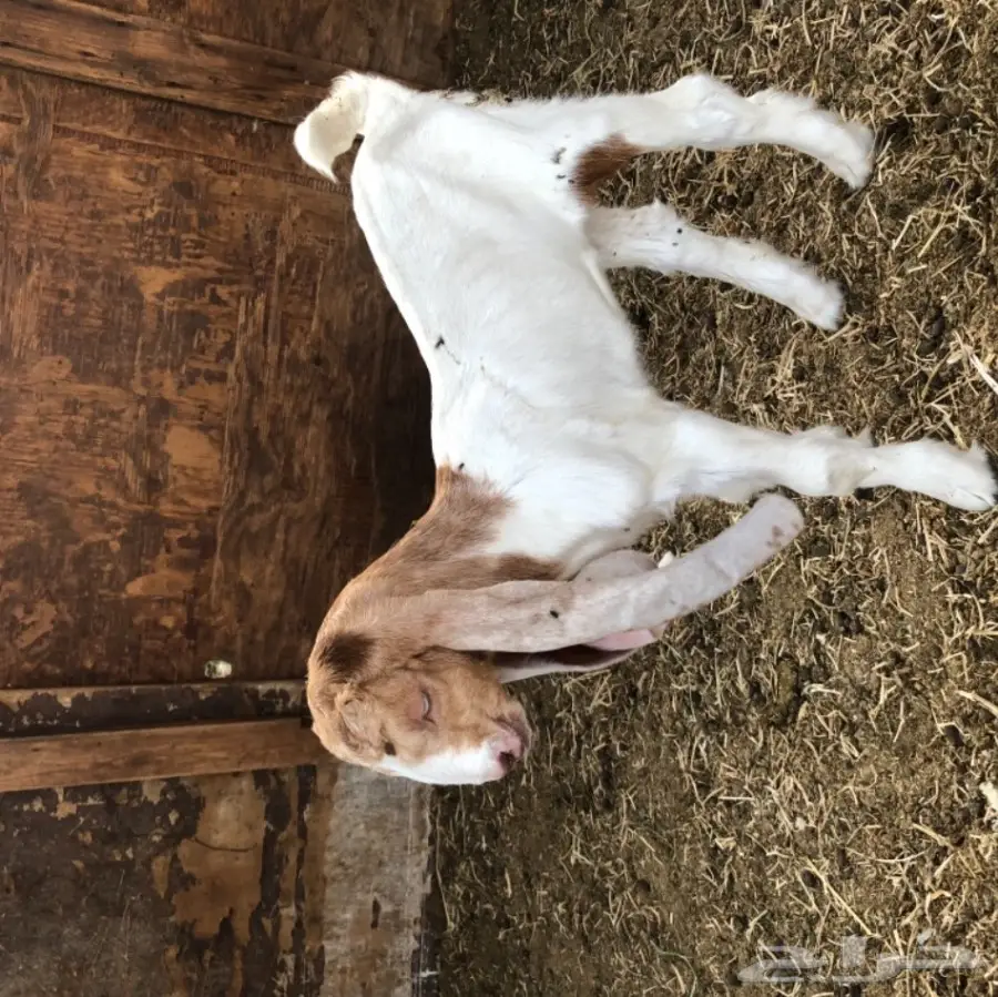 تيس هولندي مشروع فحل  (image 1)