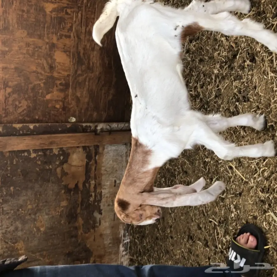 تيس هولندي مشروع فحل  (image 2)