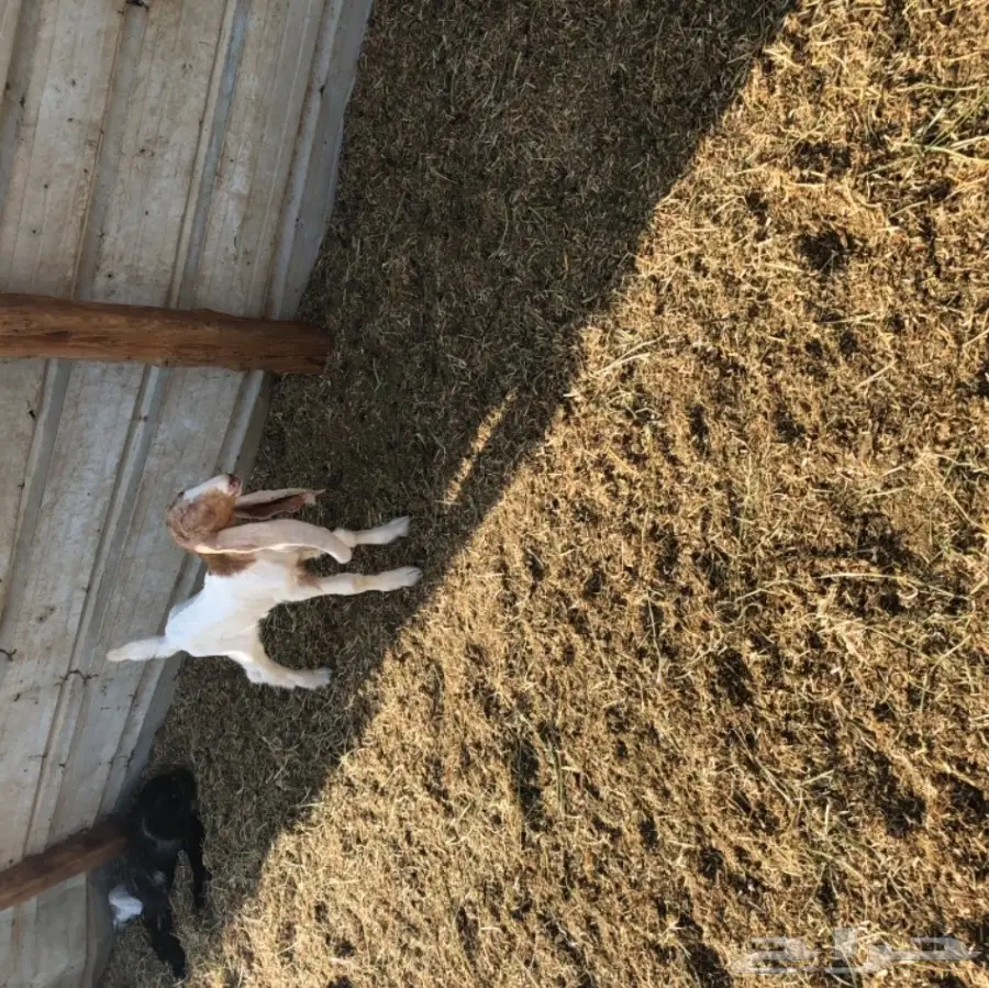 تيس هولندي مشروع فحل  (image 3)