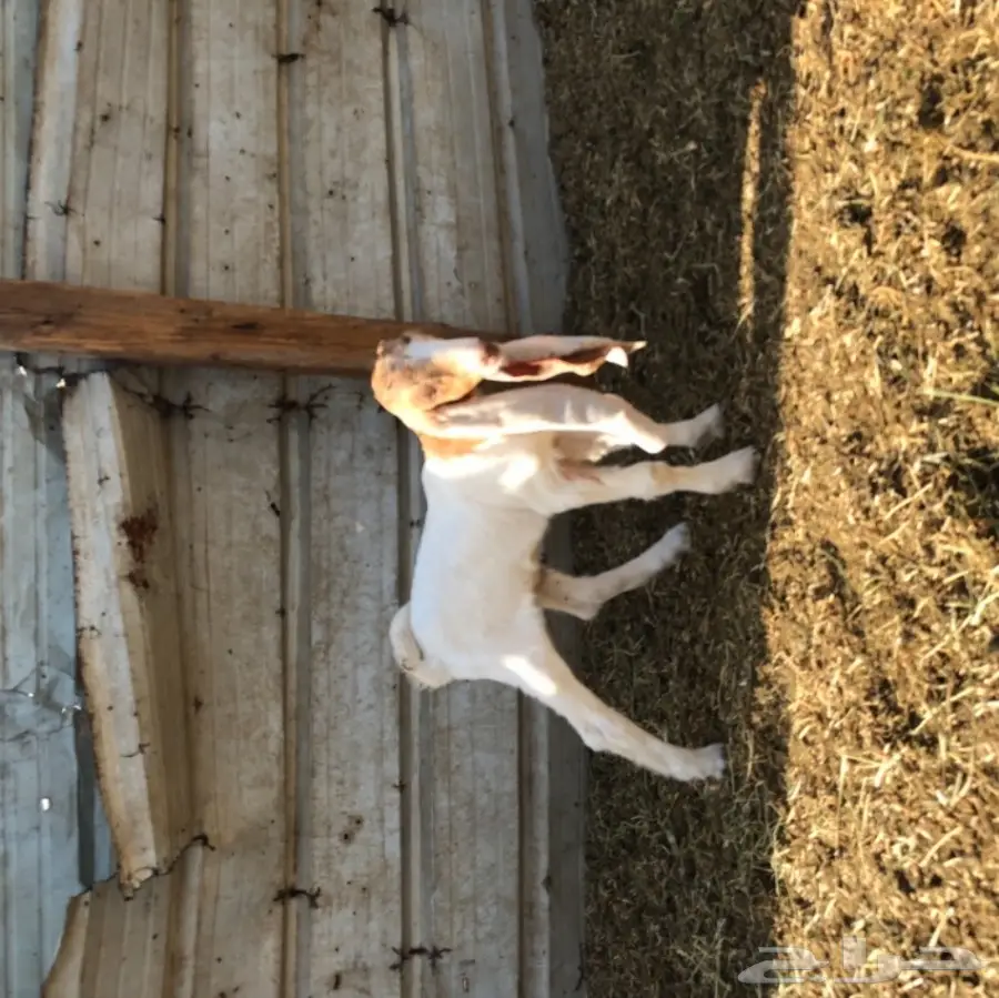 تيس هولندي مشروع فحل  (image 4)