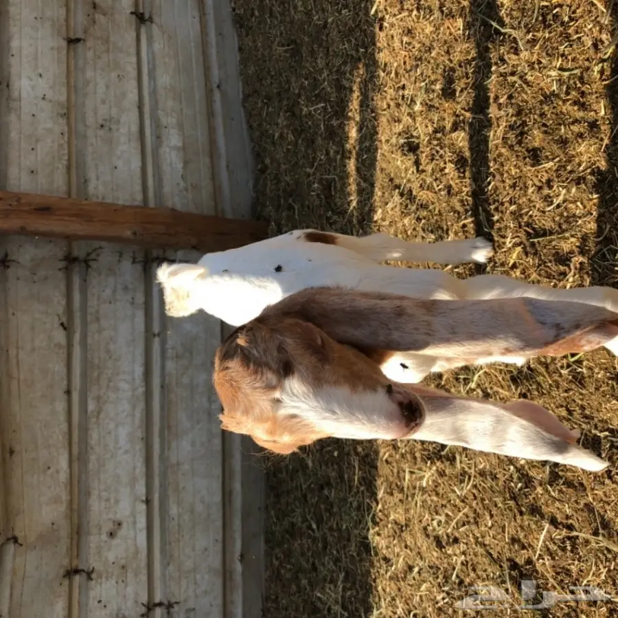 تيس هولندي مشروع فحل  (image 5)