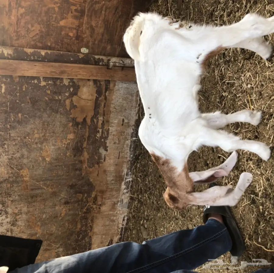 تيس هولندي مشروع فحل  (image 6)