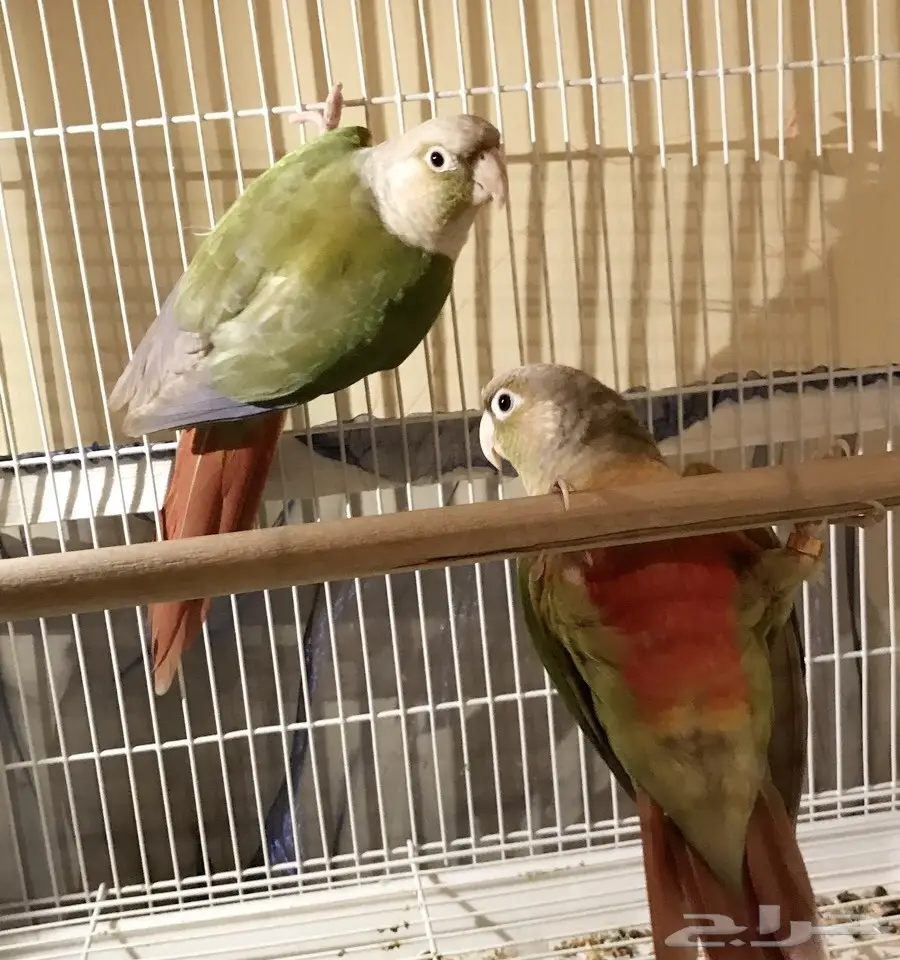 للبيع جوز كنيور اناناس جاهز ومتوالف (image 4)