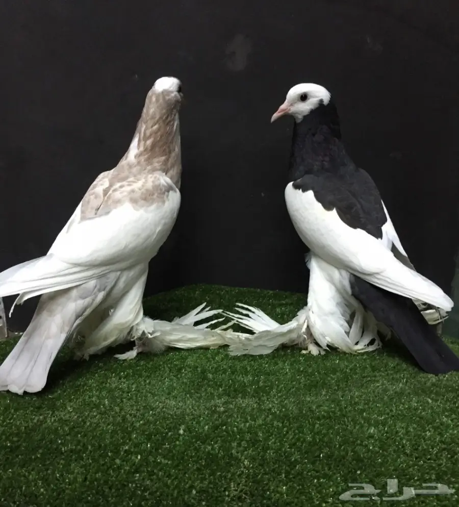 طبه نفاخ مسويع