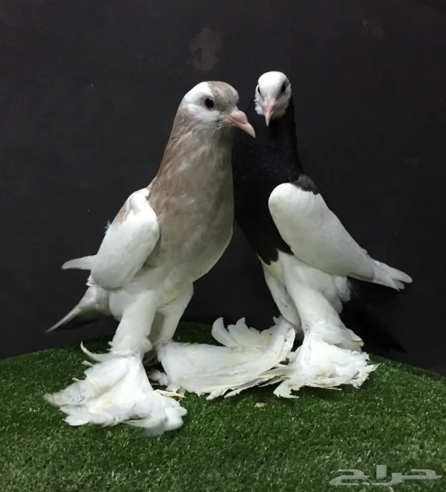 طبه نفاخ مسوبع سوبر جامبو - فرصة لا تُفوت! (image 1)