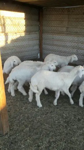 هرافى حريات الحد 450 (image 7)